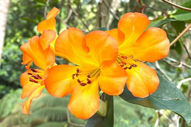 Princeville Botanical Gardens Tour and Chocolate Tasting Ticket - Anini Creek valley and sustainable cultivation