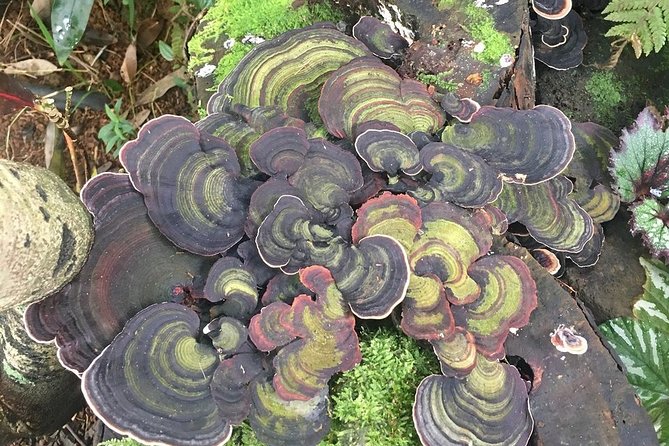 Princeville Botanical Gardens Tour and Chocolate Tasting Ticket - The physical side of the route