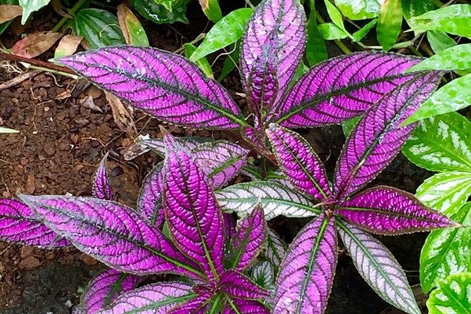 Princeville Botanical Gardens Tour and Chocolate Tasting Ticket - Mosquitoes, shade, and changing weather