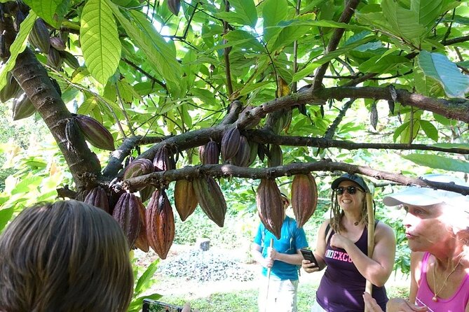 Princeville Botanical Gardens Tour and Chocolate Tasting Ticket - Is the $126 price good value?