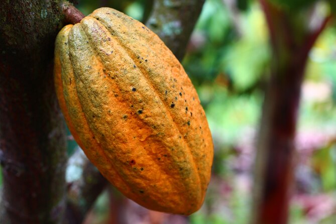 Private Dark Chocolate Tasting Tour in Paris - What happens during the two-hour tasting