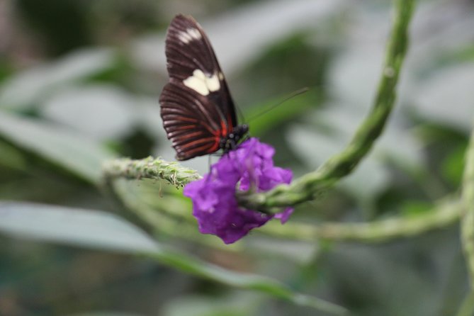 Private Full-Day Mindo Cloud Forest,Butterfly Farm, Chocolate Tour bird watching - Why Mindo makes a rewarding day from Quito
