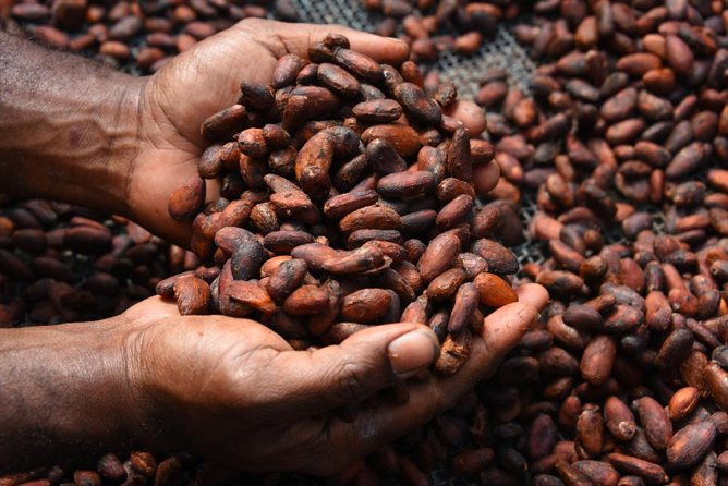 Private Tour to Aelan Chocolate Factory in Port Vila - Walking through the ACTIV Centre
