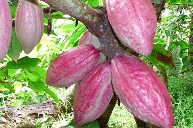 Private Tour to Aelan Chocolate Factory in Port Vila - The 30 to 45 minute visit