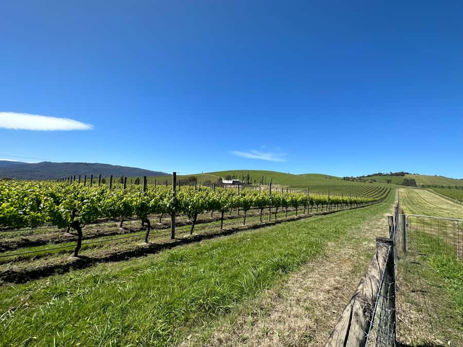 Private Tour: Yarra Valley Wine, Cheese, Gin & Chocolatrie - Key points to know before booking