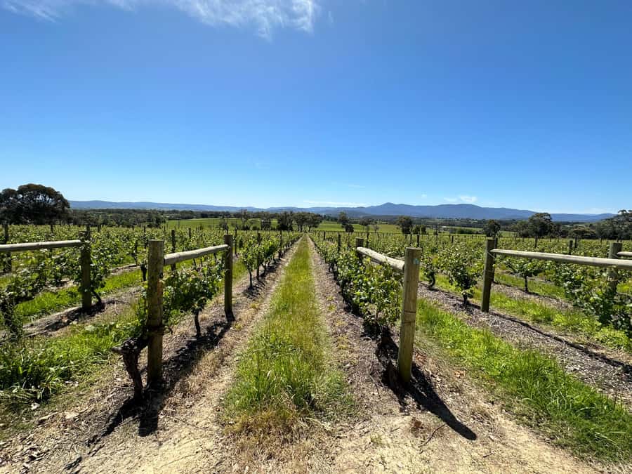 Private Tour: Yarra Valley Wine, Cheese, Gin & Chocolatrie - What the private vehicle adds