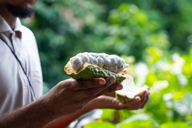 Project Chocolat Tree to Bar Tour at Hotel Chocolat Saint Lucia - Key points to know before booking