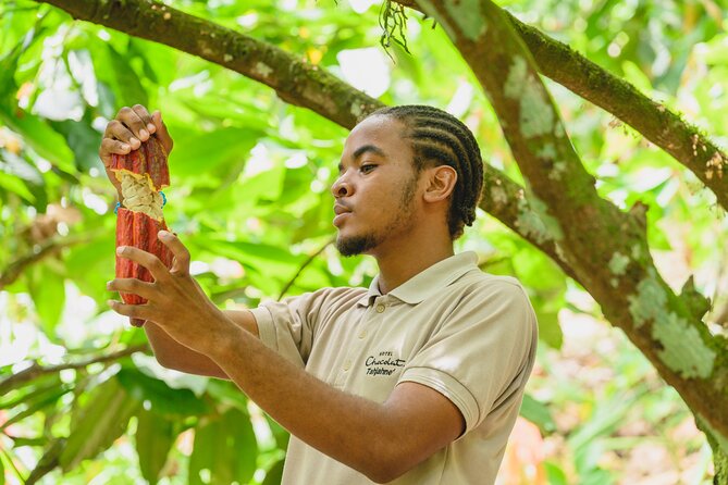 Project Chocolat Tree to Bar Tour at Hotel Chocolat Saint Lucia - What the forest walk is really like