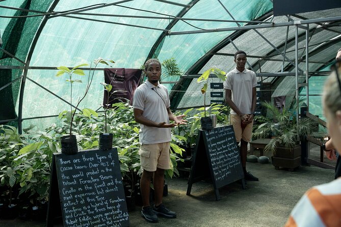 Project Chocolat Tree to Bar Tour at Hotel Chocolat Saint Lucia - A beautiful setting with practical limits