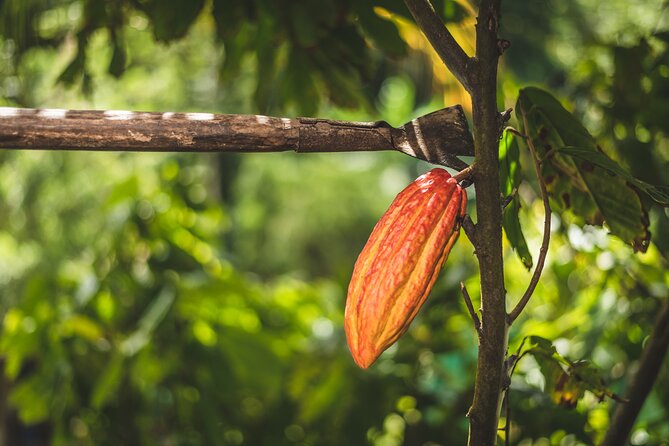 Project Chocolat Tree to Bar Tour at Hotel Chocolat Saint Lucia - Who gets the best value from the $124 price