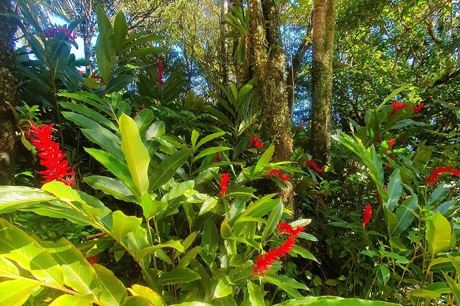 Puerto Plata City Tour with the Mount Isabel, Rum & Chocolate - Puerto Plata’s old town works best on foot
