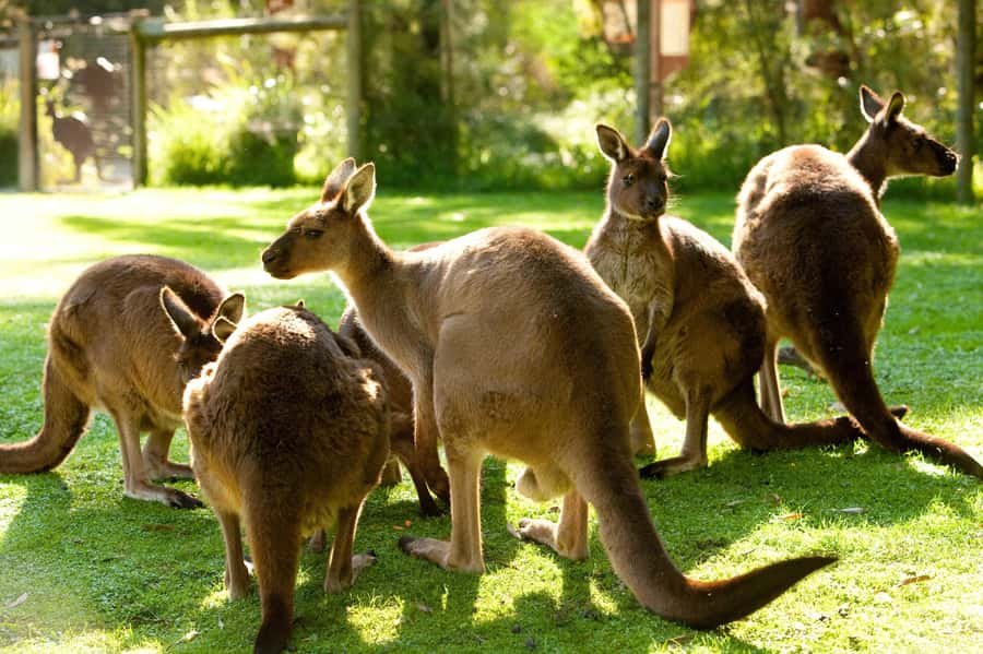 Puffing Billy, Healesville Sanctuary & Chocolatier - What makes Healesville worth the stop