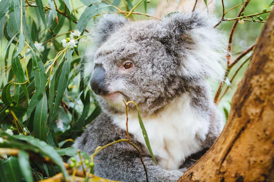 Puffing Billy, Healesville Sanctuary & Chocolatier - The final call