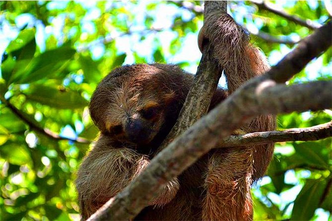 Roatan ATV Sightseeing, Sloth & Monkeys, Chocolate & Rum Factory - The wildlife park and close animal encounters