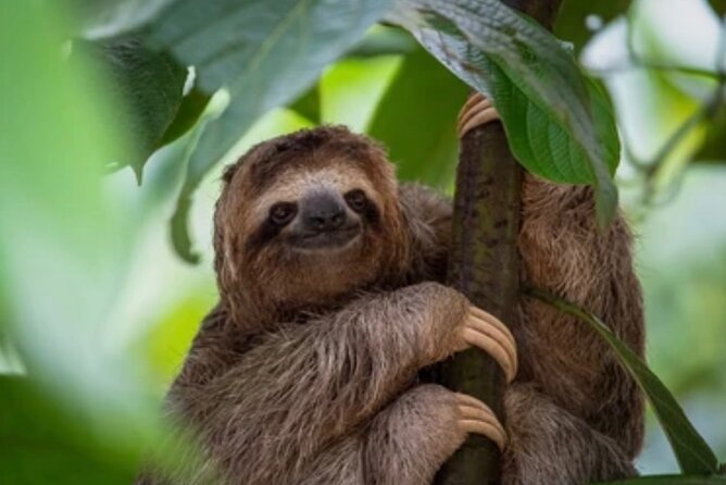 Roatán Island Tour: Sloth & Monkey Park, Rum, and Chocolate - Sloths, monkeys, and macaws at the eco-park