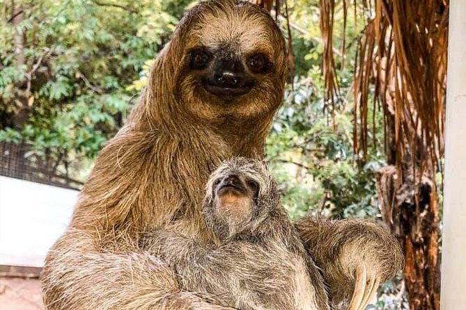 Roatan Monkey and Sloth Tour with Chocolate and Rum Factory - Meeting your guide near Coxen Hole or Mahogany Bay