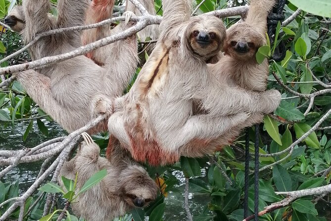 Roatan Zipline Adventure, Sloths & Monkeys,Chocolate Factory Tour - Finding the guide at the port
