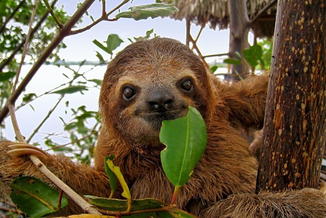 Roatan Zipline Adventure, Sloths & Monkeys,Chocolate Factory Tour - Is $88 a good price?