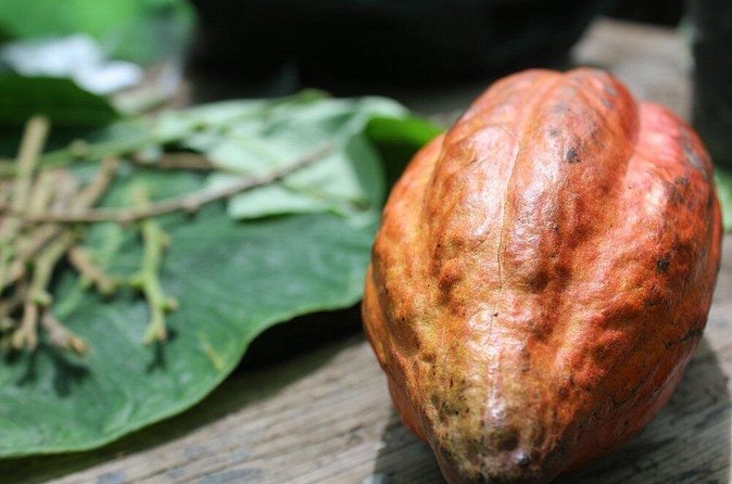 Rum & Chocolate Tasting Tour : Journey into Flavor - Booking Advice and Cancellation Terms