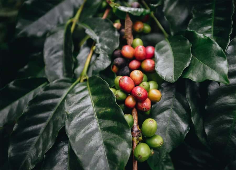 Santa Marta: Minca Coffee, Cocoa, & Waterfall Full-Day Trip - Why Minca makes a good day trip from Santa Marta
