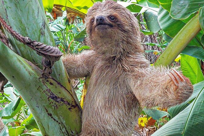 Sloths in the Rain Forest and Safari by the River - Key points to know before you book