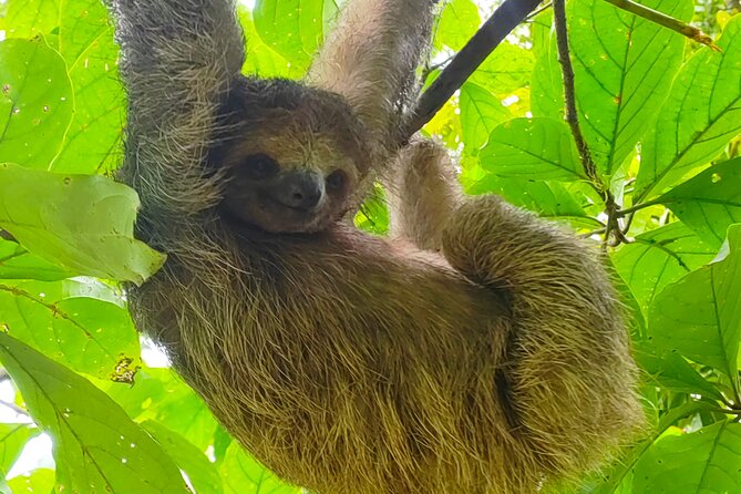 Sloths in the Rain Forest and Safari by the River - Starting at 8:00 with Marlene and private transport