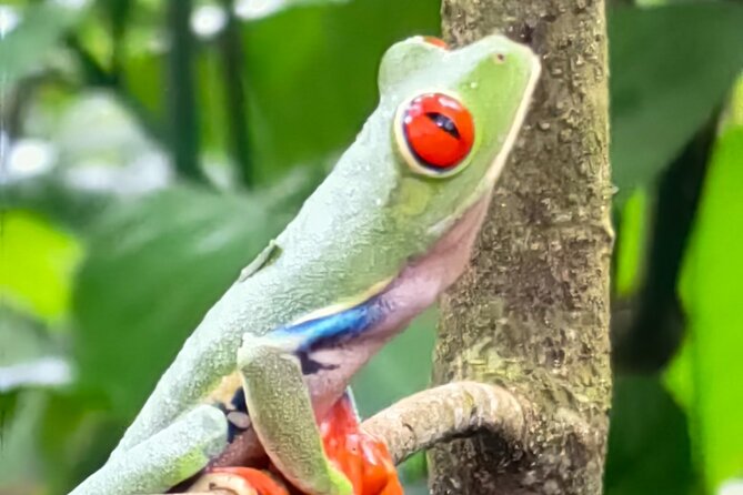 Sloths in the Rain Forest and Safari by the River - Searching for sloths in Bijagua de Upala