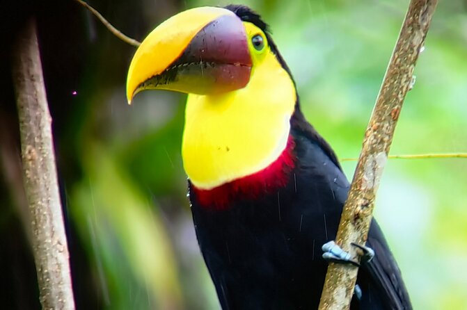Sloths in the Rain Forest and Safari by the River - Why the guides matter so much