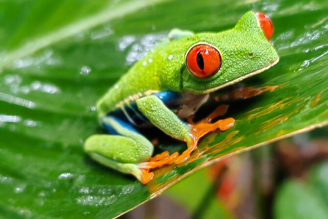 Sloths in the Rain Forest and Safari by the River - The optional El Jardín Liberia stop