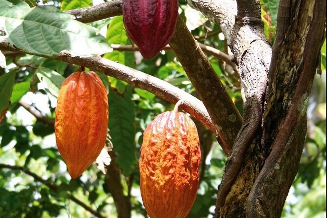 St Lucia Chocolate Making Marigot Bay & Souvenir Shopping - The road to Canaries and the chocolate workshop