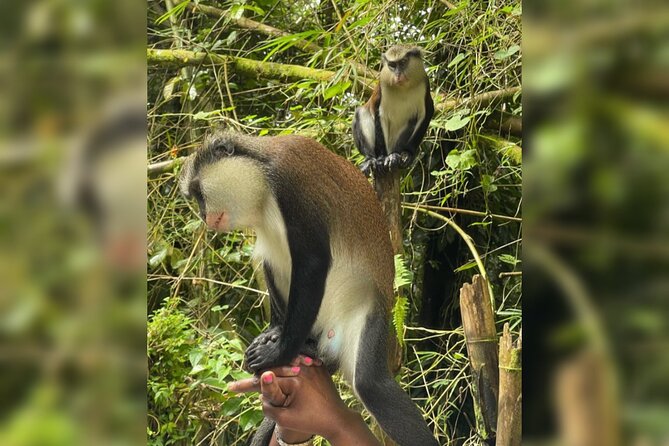 Taxi & Tours in Grenada , Chocolate factory, & more. - Four waterfalls, four different kinds of stops
