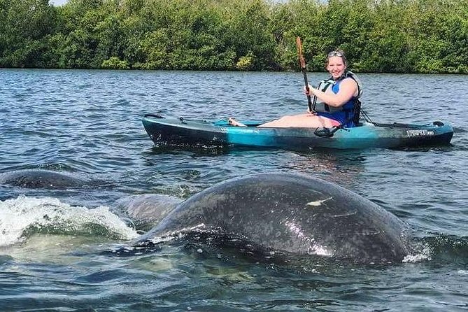 Thousand Island Mangrove Tunnel, Manatee & Dolphin Kayak Tour w/Cocoa Kayaking - Is $69.08 a fair price?