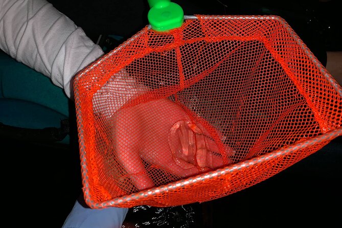 Thousand Islands Bioluminescent Kayak Tour with Cocoa Kayaking! - Wildlife beyond the blue glow