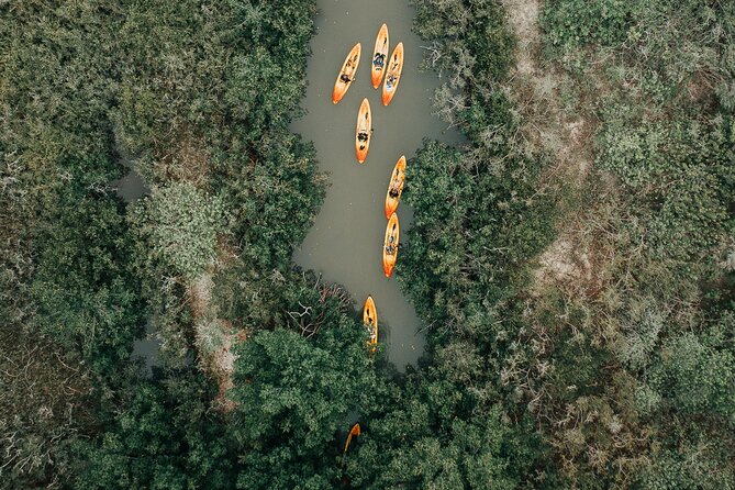 Thousand Islands Mangrove Tunnel Kayak Tour with Cocoa Kayaking! - Watching for manatees, dolphins, and birds