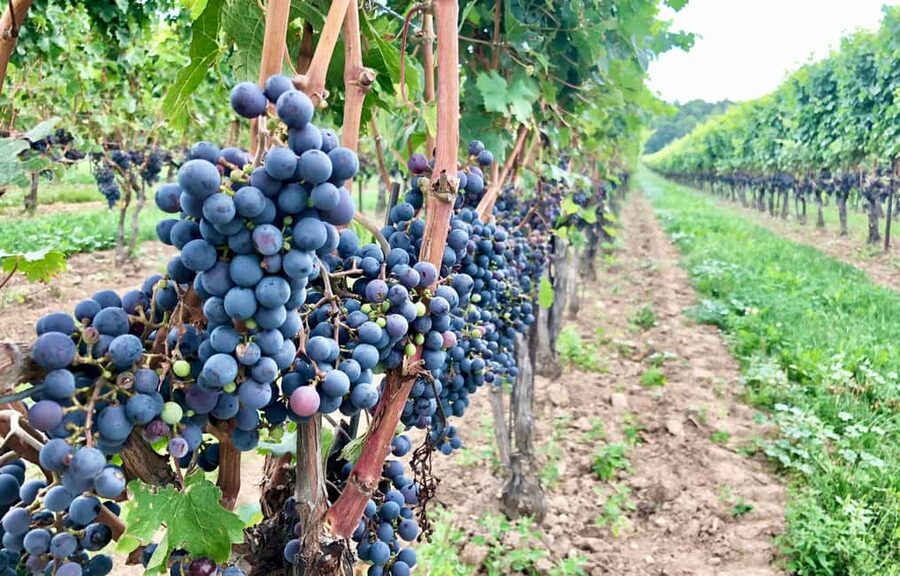 Toronto: Niagara-on-the-Lake, Wine Tasting & Chocolate Tour - Two hours to explore Niagara-on-the-Lake
