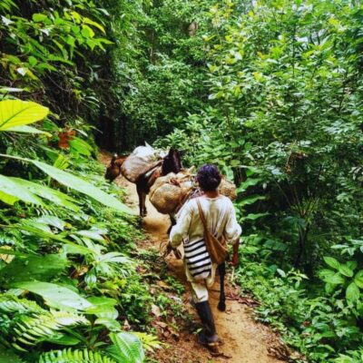 Trekking History and Indigenous Heritage in Minca + Cacao & Coffee + Waterfall