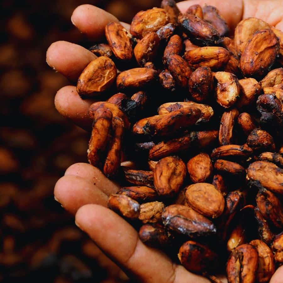 Trekking History and Indigenous Heritage in Minca + Cacao & Coffee + Waterfall - Reaching the waterfall after the hike