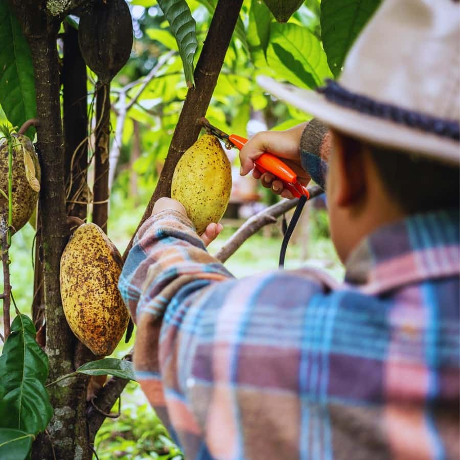 Trekking History and Indigenous Heritage in Minca + Cacao & Coffee + Waterfall - Guides who shape the experience