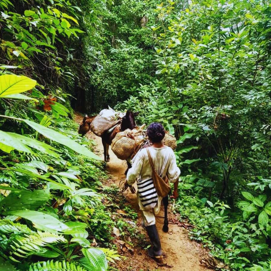 Trekking History and Indigenous Heritage in Minca + Cacao & Coffee + Waterfall - Walking trails shaped by Tayrona heritage