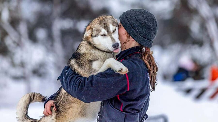 Tromsø: Husky Meet and Greet with Homemade Chocolate Cake - What the guide adds to the visit