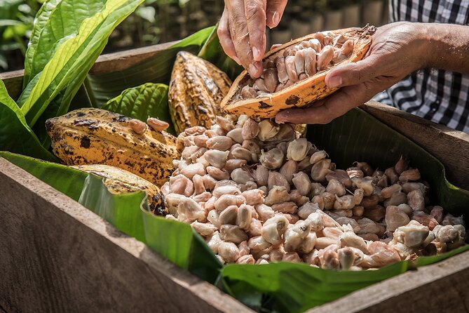 Tulum: Chocolate & Honey Sanctuary Experience with Cenote - Crushing cacao beans and tasting chocolate
