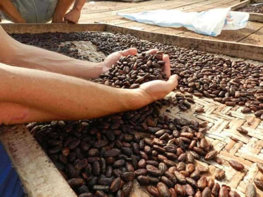 Ubud: Chocolate Workshop, Class & Tasting - From cacao plant to finished chocolate