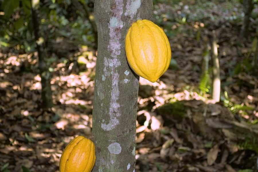 Visit Aburi Garden, Tetteh Quarshie Cocoa Farm & Waterfall - A full day in the Aburi Hills