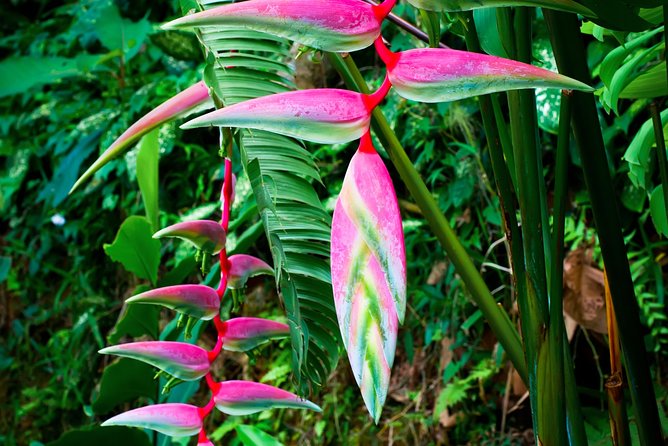 Waterfall, #1 On The Road to Hana, With Chocolate tour Historical - How difficult is the walk?