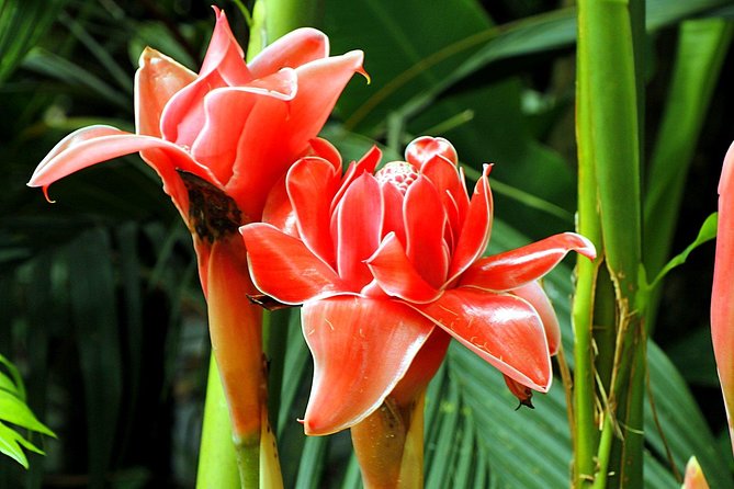 Waterfall, #1 On The Road to Hana, With Chocolate tour Historical - Arrival rules and transport details