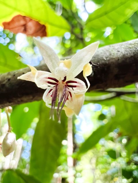 Waterfall, Chocolate Tour, Rainforest, Royal Historical - Key points to know before you go