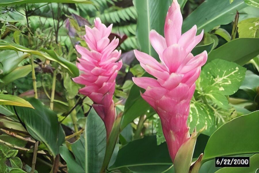 Waterfall, Chocolate Tour, Rainforest, Royal Historical - Booking, timing, and cancellation details