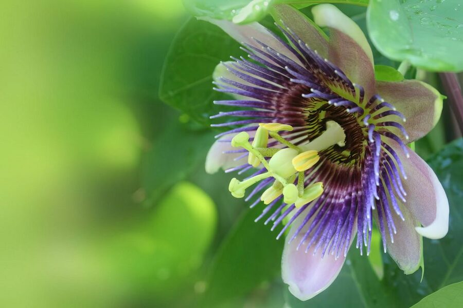 Waterfall, Chocolate Tour, Rainforest, Royal Historical - Walking through an ancient royal garden