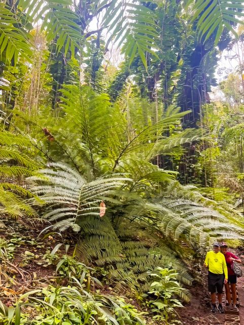 Waterfall, Chocolate Tour, Rainforest, Royal Historical - Why the $128 price can make sense