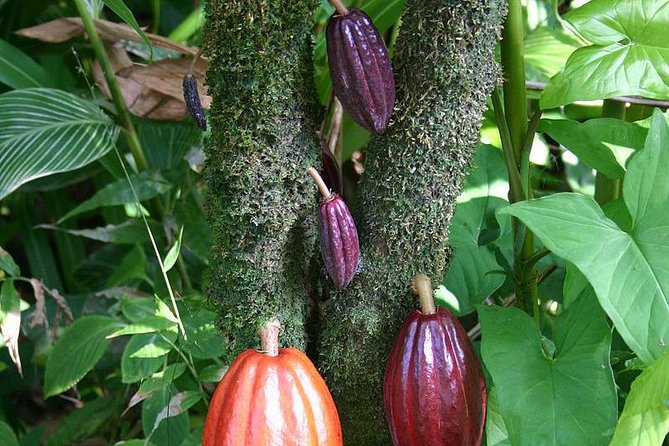 Waterfall, Rainforest, Chocolate Tour & Historical Sites - What the history adds to the garden